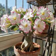 100pcs Desert Rose Seeds For Garden Pathside Planting Uniform Flower Distribution Add Path Natural Ambiance