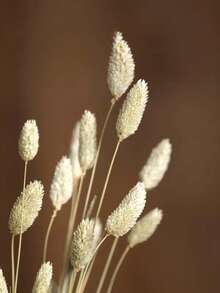 20/50/100 piezas Flores secas de gema de hierba, colores surtidos, para decoración del hogar, decoración de jarrones, ramos DIY, decoración de pasteles - color primario - Ver 3