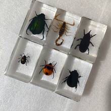 1件昆虫模型摆件，科普教育真实昆虫树脂工艺品，包含透明昆虫、蝴蝶、蜻蜓、蝎子、瓢虫、蜘蛛、蜜蜂、热带鱼、臭虫、蚱蜢、竹节虫、甲虫、蟋蟀、萤火虫、螃蟹、海马、螳螂、蚂蚁、绿宝石、招潮蟹、锹形虫、海鱼、寄居蟹、河虾、海参、昆虫模型植物教学模型，圣诞节小礼物（薄44*2.9*1.6） - 彩色 - 查看 36