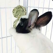 1pc Natural Water Grass Hand-Woven Braided Grass Ring, Suitable For Guinea Pigs, Hamsters And Other Small Pets To Chew And Play - Beige - View 8