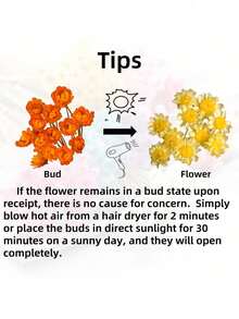 30/60/100/200支套装，天然干花，巴西迷你雏菊装饰干花，迷你雏菊洋甘菊花束，适用于婚礼花艺布置、家居装饰、情人节礼物 - 白色1 - 查看 9