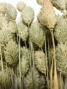 20/50/100 piezas Flores secas de gema de hierba, colores surtidos, para decoración del hogar, decoración de jarrones, ramos DIY, decoración de pasteles - color primario - Ver 1