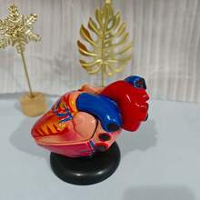 人体心脏模型，解剖结构精确，编号分两部分，真人大小，包含34个解剖结构，底座通过磁铁固定。 - colorful - 查看 8