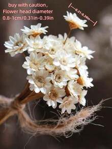 30/60/100/200支套装，天然干花，巴西迷你雏菊装饰干花，迷你雏菊洋甘菊花束，适用于婚礼花艺布置、家居装饰、情人节礼物 - 白色1 - 查看 10