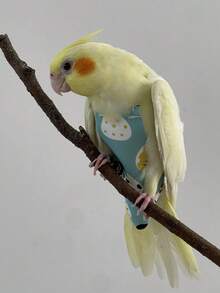 1pc Improved Bird Diaper With Waterproof Design, Easy To Clean, Long-Tailed Parrot Leash + Bird Clothes