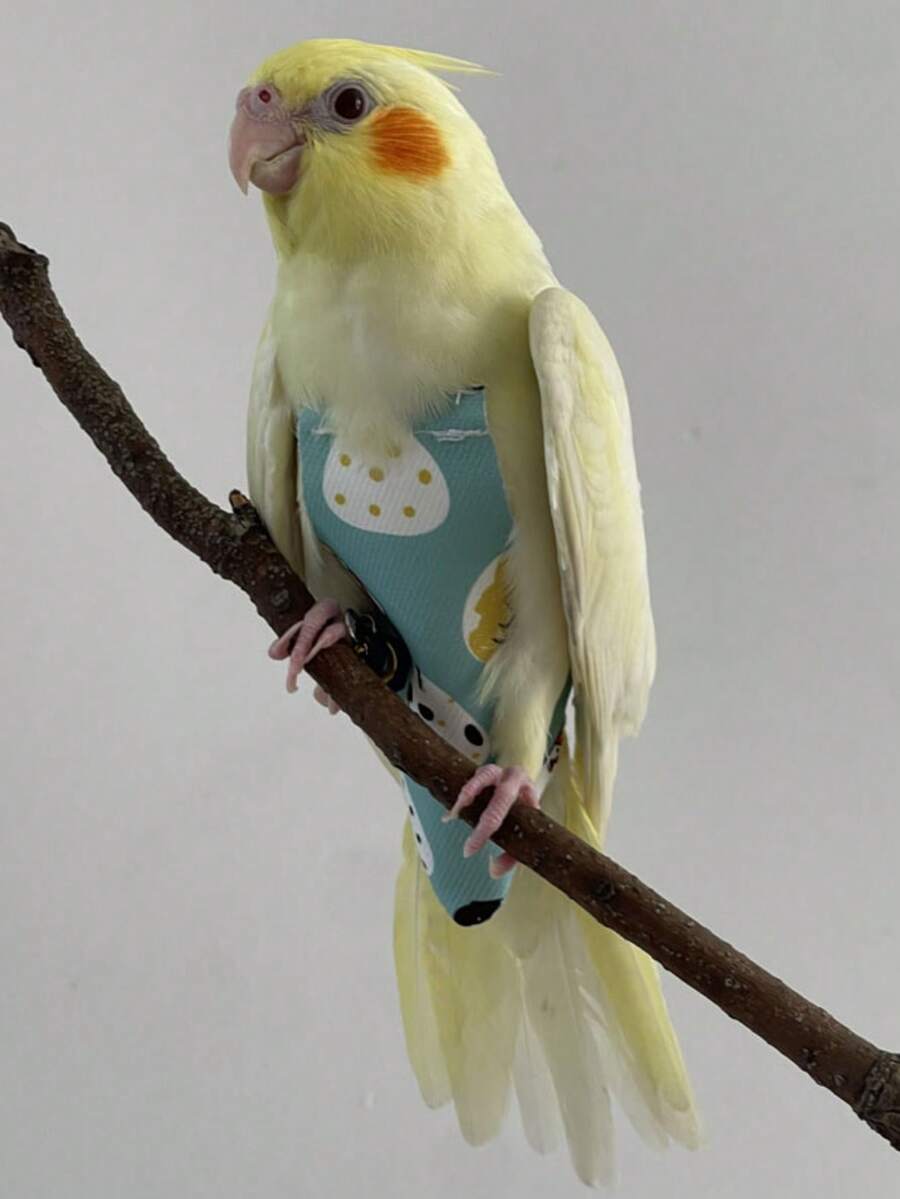 1pc Improved Bird Diaper With Waterproof Design, Easy To Clean, Long-Tailed Parrot Leash + Bird Clothes