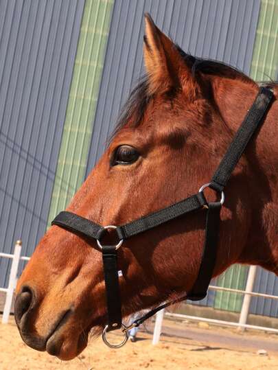 Verstellbares Pferde-Halfter, Pferde-Führleine/Leine