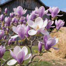 Gabbie e supporti per piante