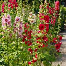 "50 Semillas de Malva Real - Regalo Perfecto para Jardineros: Ideal para Cumpleaños, Bodas y Días Festivos. Fácil Cultivo en Jardines, Macetas y Balcones. Flores Vibrantes y Resilientes para Amantes de la Naturaleza y Decoradores del Hogar. ¡Planta y Disfruta de la Belleza Natural!  " - Multicolor - Ver 2