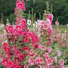 "50 Semillas de Malva Real - Regalo Perfecto para Jardineros: Ideal para Cumpleaños, Bodas y Días Festivos. Fácil Cultivo en Jardines, Macetas y Balcones. Flores Vibrantes y Resilientes para Amantes de la Naturaleza y Decoradores del Hogar. ¡Planta y Disfruta de la Belleza Natural!  " - Multicolor - Ver 10