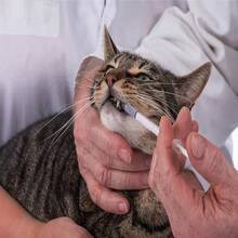 40PCS 5ML Syringe No Needle Plastic Syringe Scientific Labs, Measuring, Watering,Refilling, Pets, Oil Or Glue Applicator - 白色 - 查看 5