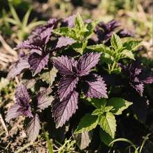 100pcs Perilla Seeds Window Sill Potted Seeds Kitchen Side Dish Seeds Tender Branches and Leaves for Daily Taking Unique Scent to Enhance Life Home Vegetable Garden Decoration Indoor Light Area Cultivation