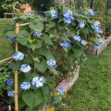 Decorazione per acquario