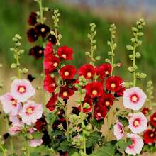 "50 Semillas de Malva Real - Regalo Perfecto para Jardineros: Ideal para Cumpleaños, Bodas y Días Festivos. Fácil Cultivo en Jardines, Macetas y Balcones. Flores Vibrantes y Resilientes para Amantes de la Naturaleza y Decoradores del Hogar. ¡Planta y Disfruta de la Belleza Natural!  " - Multicolor - Ver 3