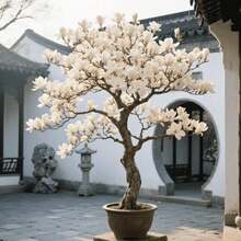 Gabbie e supporti per piante