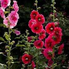 "50 Semillas de Malva Real - Regalo Perfecto para Jardineros: Ideal para Cumpleaños, Bodas y Días Festivos. Fácil Cultivo en Jardines, Macetas y Balcones. Flores Vibrantes y Resilientes para Amantes de la Naturaleza y Decoradores del Hogar. ¡Planta y Disfruta de la Belleza Natural!  " - Multicolor - Ver 8