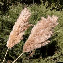 25pcs High Fluffy Pampas Grass Bouquet - 17.3 Inch Brown Natural Wedding Floral Bohemian Christmas Home & Party Decor - Multicolor - View 2