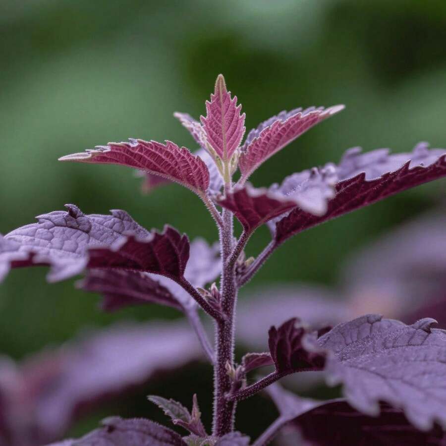 100pcs Perilla Seeds Window Sill Potted Seeds Kitchen Side Dish Seeds Tender Branches and Leaves for Daily Taking Unique Scent to Enhance Life Home Vegetable Garden Decoration Indoor Light Area Cultivation