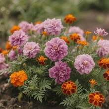 100pcs Zinnia Seeds Special for Flower Border Matching Suitable for Outdoor Planting Pure Harmonious Colors Improve Lively Texture of Borders