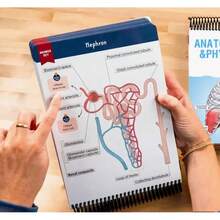 1pc Colorful Anatomy Label Workbook With 100+ Pages And Erasable Pages - Essential Learning Guide For Practicing Anatomy Terminology, 100+ Anatomy Diagrams, Anatomy Learning Tool | Easy To Flip Through | Pages [Random Color],School Supplies,Back To School