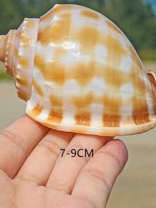 Wassermelonen-Schnecken, natürliche Muscheln, Konchenfischbecken, Landschaftsgestaltung und kreative Sukkulenten-Topfpflanzen-Ornamente mit Krabben-Zuchtschalen für Schalenbewohner-Fische Heimdekoration, Aquarium-Dekoration, Krabben-Parasitismus;