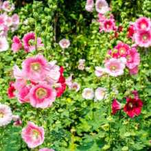 "50 Semillas de Malva Real - Regalo Perfecto para Jardineros: Ideal para Cumpleaños, Bodas y Días Festivos. Fácil Cultivo en Jardines, Macetas y Balcones. Flores Vibrantes y Resilientes para Amantes de la Naturaleza y Decoradores del Hogar. ¡Planta y Disfruta de la Belleza Natural!  " - Multicolor - Ver 11