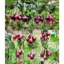 100pcs Onion Seeds Vegetable Seeds Balcony Can Be Planted Inside And Outside The Onion - 紅色 - 查看 3
