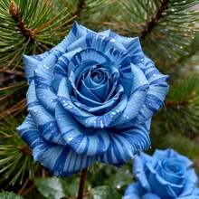 100pcs Rose Seeds Flower Border Matching Seeds Planting In Flower Border Transition Zones Soft Flower Colors Connect Zones Transition Flower Border Hues - Multicolor - View 2