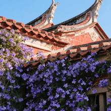 100 Seeds February Orchid Garden Corner Flower Seeds Outdoor Border Filling Natural Wild Charm Adorn Garden Blanks