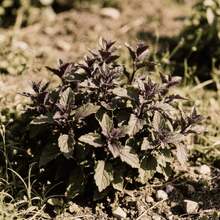 100pcs Perilla Seeds Window Sill Potted Seeds Kitchen Side Dish Seeds Tender Branches and Leaves for Daily Taking Unique Scent to Enhance Life Home Vegetable Garden Decoration Indoor Light Area Cultivation