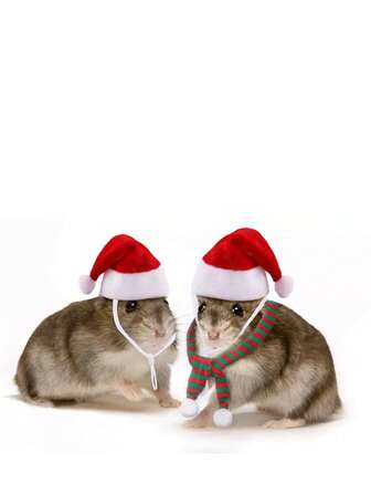 1pc/2pcs Cute Pet Hats, Hamster Hat, Lizard Hat, Snake Hat, Parrot Hat, Frog Hat, Mouse, Little Red Riding Hood, Funny Pet Headwear, Valentine''s Day Red Hat