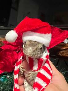 1pc/2pcs Cute Pet Hats, Hamster Hat, Lizard Hat, Snake Hat, Parrot Hat, Frog Hat, Mouse, Little Red Riding Hood, Funny Pet Headwear, Valentine''s Day Red Hat - Multicolor - View 7