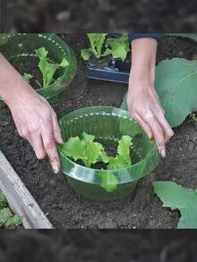 5/10 piezas. Nuevo modelo de protección contra caracoles reutilizable. Cerca y cubierta protectora para plantas y vegetales. Protege las plantas contra daños de caracoles, las mantiene saludables y aumenta significativamente la tasa de supervivencia. Simple y fácil de usar. - Multicolor - Ver 4