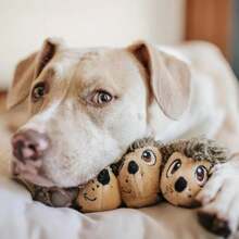 Outward Hound Snack Bag Tortilla Chips Puzzle Squeaky Dog Toys - MàuE - Xem 5