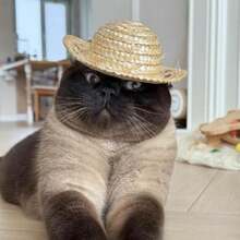 1 pieza Sombrero de paja para mascota protección solar - Camel - Ver 4