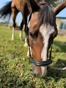 TGW RIDING New Series Faux Pearl Mane Tamer, Durable Soft Shell Surface Webbing, Tear-Resistant Inner Webbing, Soft Padding On Nose And Crown, Adjustable Side Buckles For Best Fit, Extra Chin Strap Adjustment, High-Quality Gunmetal Hardware, Faux Pearl Inlay On Nose Strap, Can Be Used With Matching TGW RIDING Faux Pearl Ear Bonnets And Saddle Pads.