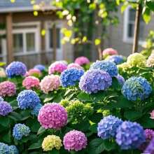 35 Semillas de Flores de Hortensia – Colores Mixtos No Transgénicos – Ideal para Bordes de Jardín, Contenedores y Plantación de Paisajes - 35 semillas - Ver 7