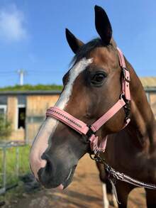 TGW RIDING New Series Faux Pearl Mane Tamer, Durable Soft Shell Surface Webbing, Tear-Resistant Inner Webbing, Soft Padding On Nose And Crown, Adjustable Side Buckles For Best Fit, Extra Chin Strap Adjustment, High-Quality Gunmetal Hardware, Faux Pearl Inlay On Nose Strap, Can Be Used With Matching TGW RIDING Faux Pearl Ear Bonnets And Saddle Pads.