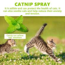 Cat Catnip Spray, Helps Relieve Cat's Anxiety And Boost Pet's Vitality And Health