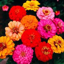 1000+ Crazy Blend Zinnia Seeds For Planting Zinnia Elegans Heirloom Open Pollinated & Untreated Mixed Color Zinnia Flowers - 普通的 - 查看 8