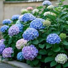 35 Semillas de Flores de Hortensia – Colores Mixtos No Transgénicos – Ideal para Bordes de Jardín, Contenedores y Plantación de Paisajes - 35 semillas - Ver 3