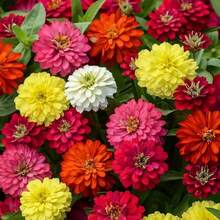 1000+ Crazy Blend Zinnia Seeds For Planting Zinnia Elegans Heirloom Open Pollinated & Untreated Mixed Color Zinnia Flowers - Bình thường - Xem 3