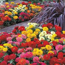 1000+ Crazy Blend Zinnia Seeds For Planting Zinnia Elegans Heirloom Open Pollinated & Untreated Mixed Color Zinnia Flowers - Bình thường - Xem 7