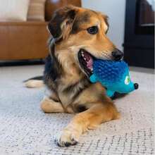 Outward Hound Tootiez Hedgehog Grunting Latex Rubber Dog Toy, Large - MàuA - Xem 5