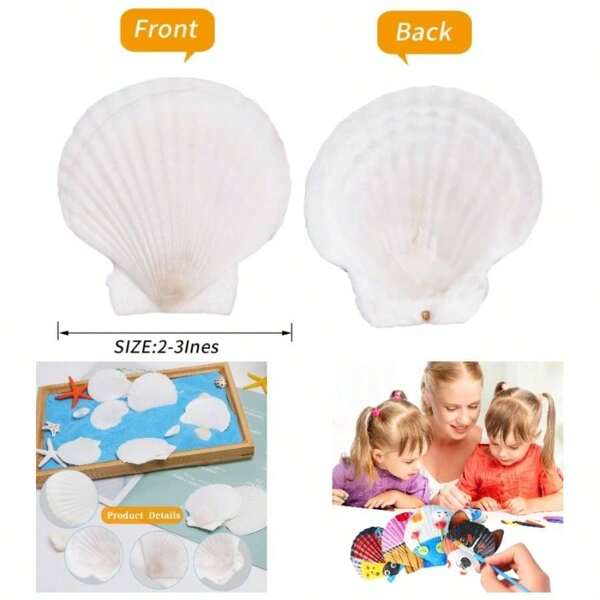 12PCS Natural Scallop Shells White Sea Shells Decorating From Sea Beach Real Seashells Painting Ocean Themed Party Wedding 2''3''