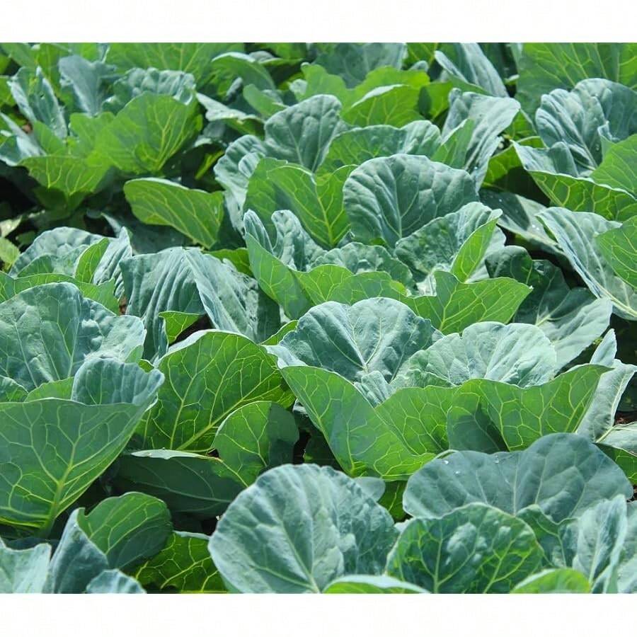 Seed Collard Green Seeds For Planting - Plant & Grow Georgia Southern Collards - Full Planting Instructions To Plant A Home Outdoor Vegetable Garden - Great Gardening Gift, 1 Packet - 3 - Xem 1
