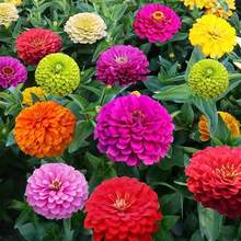1000+ Crazy Blend Zinnia Seeds For Planting Zinnia Elegans Heirloom Open Pollinated & Untreated Mixed Color Zinnia Flowers - 普通的 - 查看 2