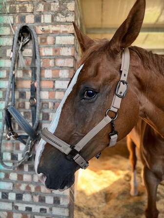  TGW RIDING 新シリーズ フェイクパール メーン テイマー、耐久性のあるソフトシェル表面ウェビング、引裂き抵抗性の内部ウェビング、鼻と頭頂部のソフトパディング、最適なフィット感の調整可能なサイドバックル、あご部の追加調整バックル、高品質のガンメタルハードウェア、鼻ストラップのフェイクパールインレイ、TGW RIDING フェイクパールイヤーボンネットとサドルパッドとの組み合わせ使用可能