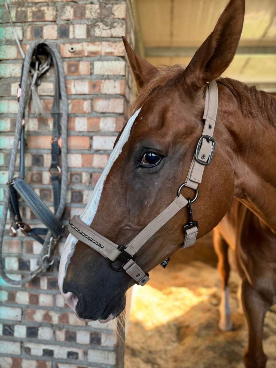 TGW RIDING New Series Faux Pearl Mane Tamer, Durable Soft Shell Surface Webbing, Tear-Resistant Inner Webbing, Soft Padding On Nose And Crown, Adjustable Side Buckles For Best Fit, Extra Chin Strap Adjustment, High-Quality Gunmetal Hardware, Faux Pearl Inlay On Nose Strap, Can Be Used With Matching TGW RIDING Faux Pearl Ear Bonnets And Saddle Pads.