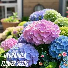 35 Semillas de Flores de Hortensia – Colores Mixtos No Transgénicos – Ideal para Bordes de Jardín, Contenedores y Plantación de Paisajes - 35 semillas - Ver 5